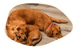 my dogs