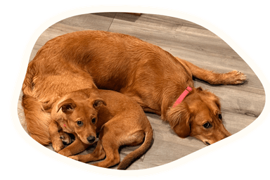my dogs